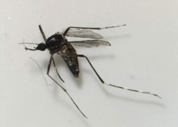 Sanidad informa de la detección de ejemplares de Aedes albopictus en Gran Canaria