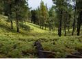 El Festival Contemporáneo invita a explorar los sonidos del bosque en un recorrido por la naturaleza