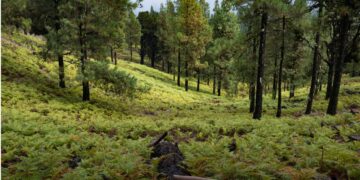 El Festival Contemporáneo invita a explorar los sonidos del bosque en un recorrido por la naturaleza