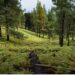 El Festival Contemporáneo invita a explorar los sonidos del bosque en un recorrido por la naturaleza