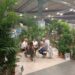 El sector canario de flores y plantas siembra sus objetivos de exportación en la mayor feria nacional, Iberflora